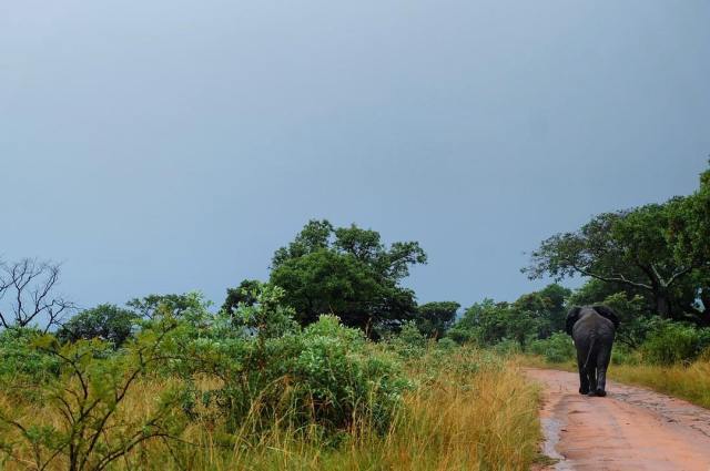 KrugerElephantWalkAway