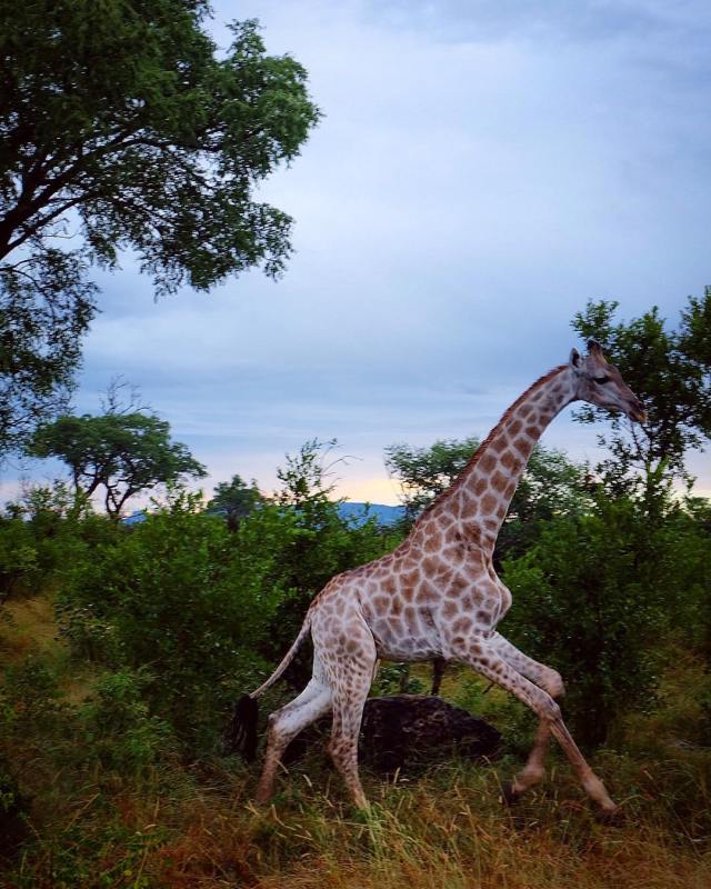 KrugerGiraffeRun