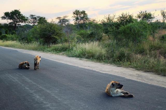 KrugerHyenas