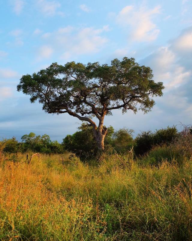 KrugerTree