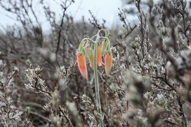 17818720_129999580871853_2067789872692723712_n(1)